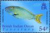 Colnect-1425-661-Bicolour-Parrotfish-Cetoscarus-bicolor.jpg