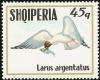 Colnect-1473-828-European-Herring-Gull-Larus-argentatus.jpg