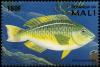 Colnect-2377-121-Rainbow-Parrotfish-Scarus-guacamaia.jpg