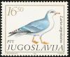 Colnect-2608-247-European-Herring-Gull-Larus-argentatus.jpg