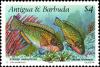 Colnect-4507-894-Striped-Parrotfish-Scarus-croicensis.jpg
