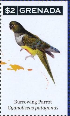 Colnect-4523-279-Burrowing-Parrot----Cyanoliseus-patagonu.jpg