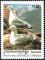 Colnect-1527-030-European-Herring-Gull-Larus-argentatus.jpg