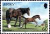 Colnect-6227-283-Shire-Horse-Equus-ferus-caballus.jpg
