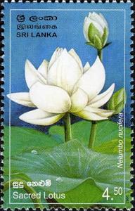 Colnect-551-565-Provincial-Flowers-of-Sri-Lanka---Sacred-Lotus.jpg