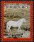 Colnect-5281-219-White-Horse-Equus-ferus-caballus.jpg