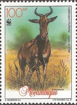 Colnect-1122-558-Lichtenstein--s-Hartebeest-Alcelaphus-lichtensteini.jpg