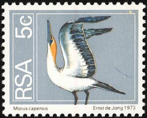 Cape-Gannet-Morus-capensis.jpg
