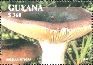 Colnect-5857-895-Russula-integra.jpg