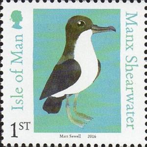 Colnect-4168-792-Manx-Shearwater-Puffinus-puffinus.jpg