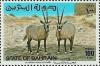 Colnect-1463-249-Arabian-Oryx-Oryx-gazella-leucoryx.jpg