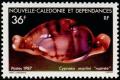Colnect-854-521-Cowry-Cypraea-martini.jpg
