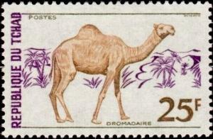 Colnect-2453-214-Dromedary-Camelus-dromedarius.jpg