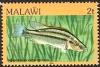 Colnect-1448-912-Malawi-Eye-Biter-Dimidiochromis-compressiceps.jpg