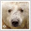Colnect-5933-864-Kermode-Bear-Ursus-americanus-kermodei.jpg