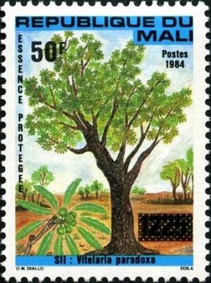 Colnect-2527-081-Shea-Butter-Tree-Vitellaria-paradoxa.jpg