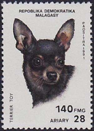 Colnect-503-161-Toy-Terrier-Canis-lupus-familiaris.jpg