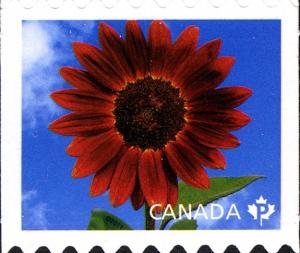 Colnect-770-892-Sunflower--quot-Prado-Red-quot-.jpg