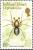 Colnect-1954-527-Spider-Notiomaso-australis.jpg