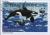 Colnect-938-254-Killer-Whale-Orcinus-orca.jpg