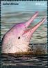 Colnect-5646-314-Amazon-River-Dolphin-Inia-geoffrensis.jpg