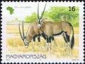 Colnect-610-650-Gemsbock-Oryx-gazella.jpg