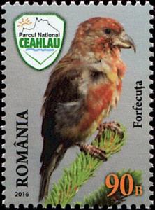 Colnect-5604-720-Red-Crossbill-Loxia-curvirostra.jpg