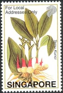Colnect-1624-995-Boesenbergia-pandurata.jpg