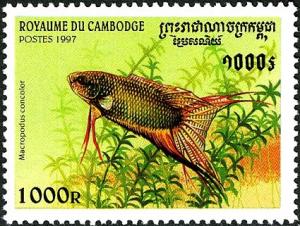 Colnect-3912-127-Black-Paradise-Fish-Macropodus-concolor.jpg