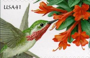 Colnect-887-755-Calliope-Hummingbird-Selasphorus-calliope-Firebush-Hamel.jpg