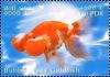 Colnect-2582-873-Bubble-eyed-Goldfish-Carassius-gibelio-forma-auratus.jpg