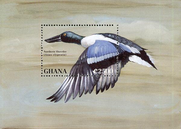 Colnect-1718-834-Northern-Shoveler-Spatula-clypeata.jpg
