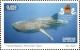 Colnect-5558-238-Whale-Shark-Rhincodon-typus.jpg