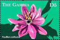 Colnect-4725-314-Passiflora-mollissima.jpg