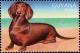 Colnect-4863-478-Smooth-Dachshund.jpg