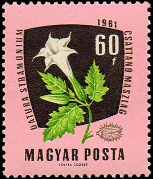 Colnect-867-150-Devil--s-Snare-Datura-stramonium.jpg