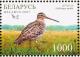 Colnect-1055-998-Great-snipe-Gallinago-media.jpg