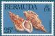 Colnect-1337-575-Sea-Snail-Bursa-finlayi.jpg