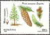 Colnect-754-856-Blue-Spruce-Picea-pungens.jpg