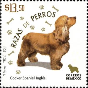 Colnect-4184-754-English-Cocker-Spaniel-Canis-lupus-familiaris.jpg