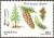 Colnect-754-856-Blue-Spruce-Picea-pungens.jpg