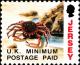 Colnect-6122-263-European-Spider-Crab-Maja-squinado.jpg