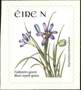 Colnect-5217-436-Blue-eyed-grass---Sisyrinchium-bermudiana.jpg