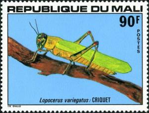 Colnect-2502-178-Variegated-Grasshopper-Lopocerus-variegatus.jpg
