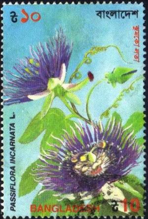 Colnect-3221-224-Passiflora-incarnata.jpg