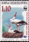 Colnect-560-468-White-Stork-Ciconia-ciconia.jpg