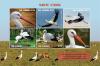 Colnect-5726-904-White-Stork-Ciconia-ciconia.jpg