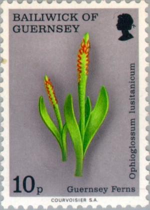 Colnect-125-645-Least-Adder--s-Tongue.jpg