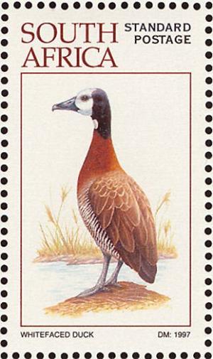 Colnect-1791-729-White-faced-Whistling-Duck-Dendrocygna-viduata.jpg