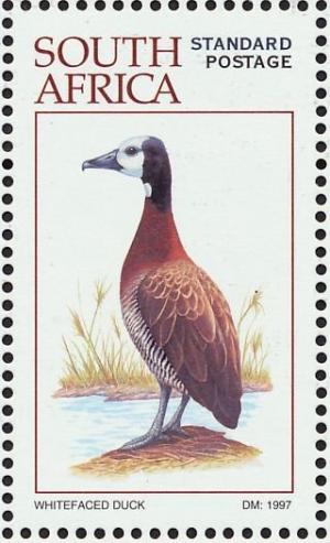 Colnect-1791-752-White-faced-Whistling-Duck-Dendrocygna-viduata.jpg